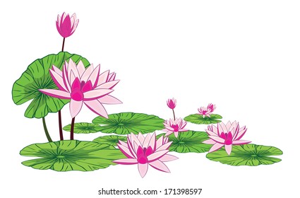 Lotus flower isolate on white background