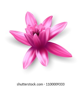 Lotus flower isolated on white background. Vector illustration.