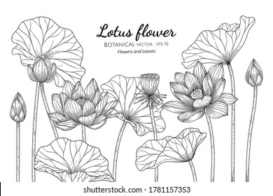 Lotus flower and leaf hand drawn botanical illustration with line art on white backgrounds. 