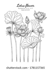 Ilustración botánica de flores de Lotus y hojas dibujadas a mano con arte de línea sobre fondo blanco. 