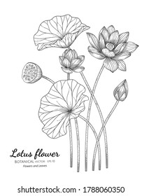 Lotus flower and leaf hand drawn botanical illustration with line art on white backgrounds. 