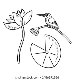 Lotus with flower and leaf and kingfisher vector in doodle style.
