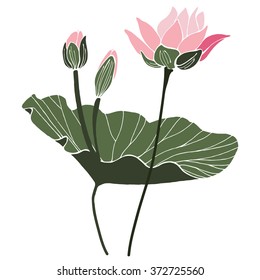 Lotus flower with leaf and two buds isolated vector design. Botanical composition on white paper