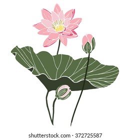 Lotus flower with leaf and two buds isolated vector design. Botanical composition on white paper