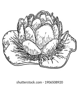 Lotus flower and leave. Sketched floral botany of water lily. Indian religion symbol of purity and enlightenment. Black white, hand drawn isolated water pond lily floral. Vector.