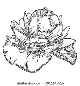 Lotus flower and leave. Sketched floral botany of water lily. Indian religion symbol of purity and enlightenment. Black white, hand drawn isolated water pond lily floral. Vector.