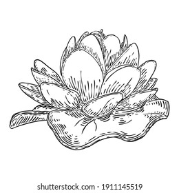 Lotus flower and leave. Sketched floral botany of water lily. Indian religion symbol of purity and enlightenment. Black white, hand drawn isolated water pond lily floral. Vector.