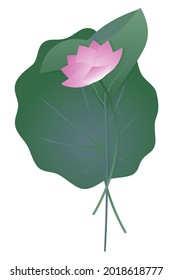 Lotus flower and leaves. Vector illustration.