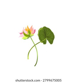 lotus flower and leaves without background