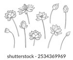 Lotus flower line sketch. Botanical hand drawn illustrations set. Floral vector design element