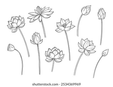 Boceto de línea de flor de loto. Conjunto de ilustraciones dibujadas a mano botánicas. Elemento de diseño de Vector floral