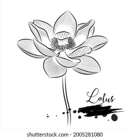 Lotus flower line vector illustration