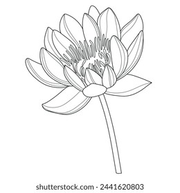 Lotus. Flower. Linear flower. Botany. Abstract linear flower. Vector illustration of a lotus