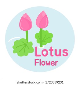 Lotus Flower on white Background