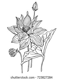 Lotus Flower, Outline Black And White Vector Illustration, Coloring Page