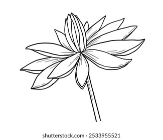 Lotus flower outline sketch. Botanical hand drawn monochrome illustration