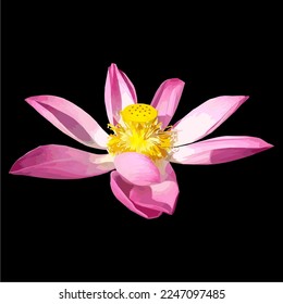 The lotus flower is pink and the pistil is yellow