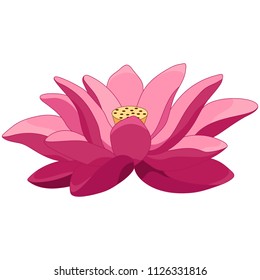 Lotus flower. Pink water lily, isolated on white background. Floral clipart design. Hand drawn vector illustration. 