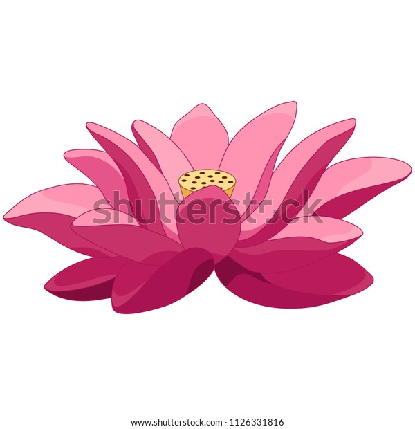 Lotus Flower Pink Water Lily Isolated Stock Vector (Royalty Free ...