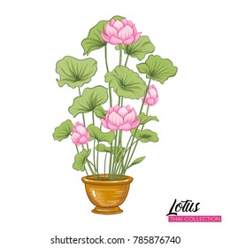 Lotus Flower in pot. Botanical illustration style. Stock vector illustration.
