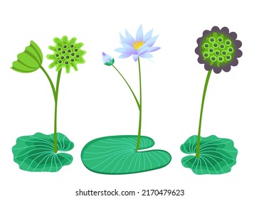 Lotus flower, seed, stem, bud. Vector illustration isolated on white background.