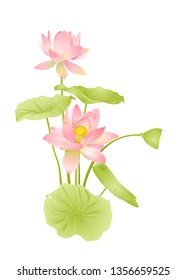 Lotus flower set.  Colored vector illustration with gradients. Isolated on white background.
 