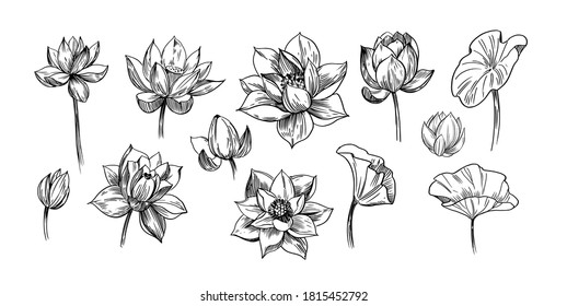 Flor de Lotus. Conjunto de ilustración vectorial dibujada a mano. 