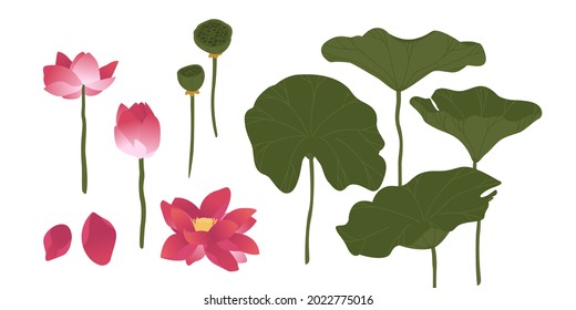 Lotus flower. Set of lotuses on a white background. Vector illustration.