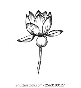 Lotus flower sketch outline illustration. Line art floral botany drawing in engraving style. Hand drawn vector clipart