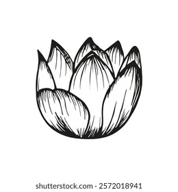 Lotus flower sketch outline illustration. Line art floral botany drawing in engraving style. Hand drawn vector clipart