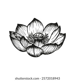 Lotus flower sketch outline illustration. Line art floral botany drawing in engraving style. Hand drawn vector clipart