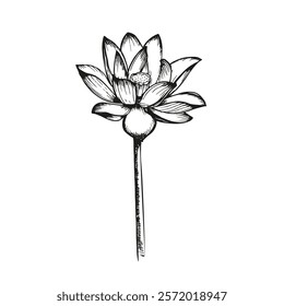 Lotus flower sketch outline illustration. Line art floral botany drawing in engraving style. Hand drawn vector clipart