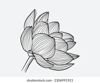 lotus flower of the sketch.A lotus lily water flower in a vintage woodcut engraved etching style. 
 luxury lotus flowers and logo. Trendy botanical elements. Hand-drawn line leaves branches and bloomi