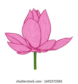 Lotus Flower, Unique Hand-drawn Illustration, Isolated Vector