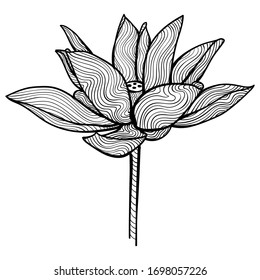 Lotus Flower, Unique Hand-drawn Illustration, Isolated Vector