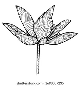Lotus Flower, Unique Hand-drawn Illustration, Isolated Vector