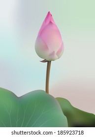 Lotus Flower (Vector)