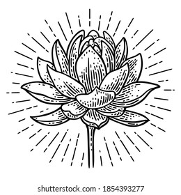 Lotus flower. Vector black engraving vintage illustration isolated on white background.