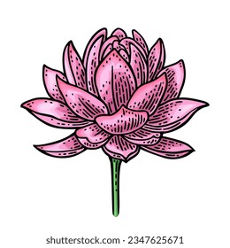 Lotus flower. Vector color engraving vintage illustration isolated on white background.