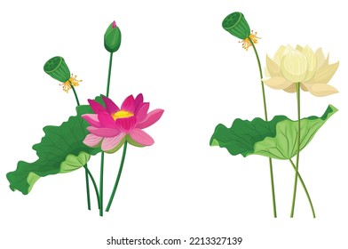 Lotus von floraler Vektorgrafik.
