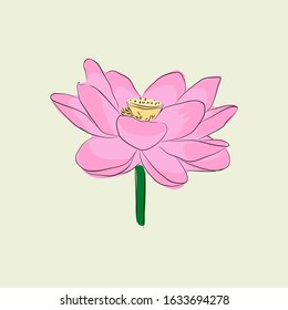 Lotus Flower Vector Illustration Isolated Background