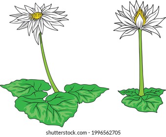 Ilustración vectorial de flores de Lotus aislada en fondo blanco