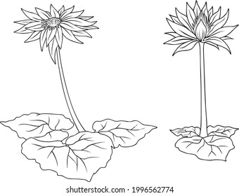 Ilustración vectorial de flores de Lotus aislada en fondo blanco