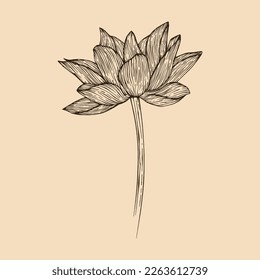 Lotus flower vector illustration with line art