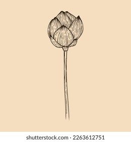 Lotus flower vector illustration with line art