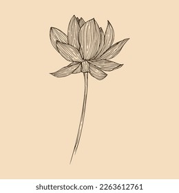 Lotus flower vector illustration with line art