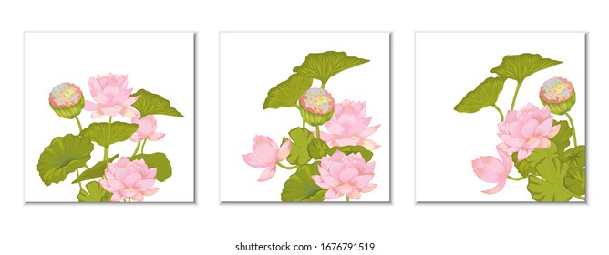 Conjunto de ilustraciones vectoriales de flores de Lotus. Símbolo oriental rosa de pureza