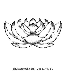 Lotus Flower-Vektorgrafik-Tintenskizze