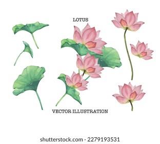 lotus flower vector isolated on white