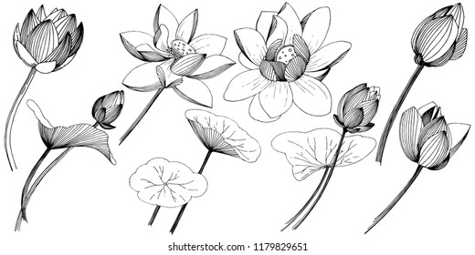 Lotus flower in a vector style isolated. Isolated illustration element. Full name of the plant: lotus. Vector flower for background, texture, wrapper pattern, frame or border.